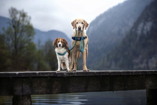 Luxe Coralpina - Harnais pour chien - noir - Harnais en Y - Durable - Taille 6 (6-8 kg)