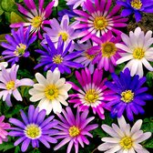 Anemonen Bloembollen - Blanda - 50 stuks - Meerkleurig - Bloem bollen - Meerjarig Mix