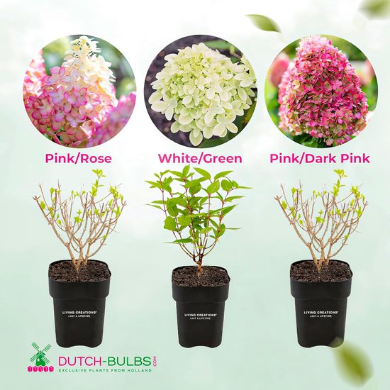 Hortensia Paniculata bloemen in roze, wit/groen en roze/donkerroze, met drie planten in potten.