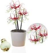 No Water Flowers Waxz ® Delfts Blauw Windmill (N138101) - FloraXchange