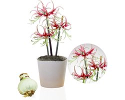 Amaryllis Bol - Chico - Bloembollen - 1 stuk - Rood - Bloem bollen