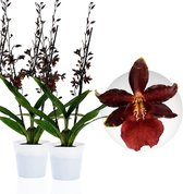 Dutch Bulbs Orchidee plant - Densdrobium Black Cat - Kamerplant voor binnen - 2 stuks - Zwart - Binnenplant
