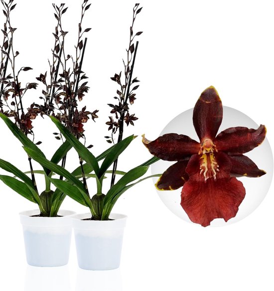 Orchidee plant - Densdrobium Black Cat - Kamerplant voor binnen - 2 stuks - Zwart - Binnenplant