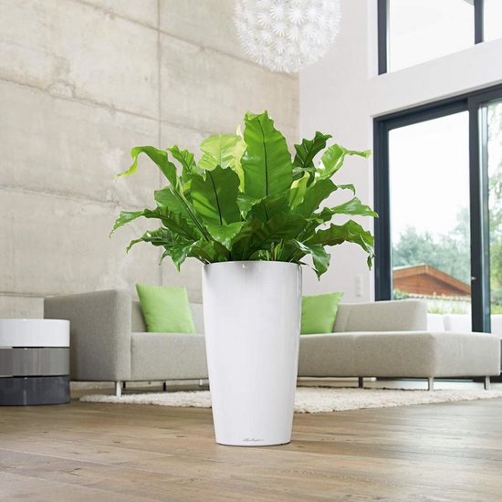 Asplenium antiquum