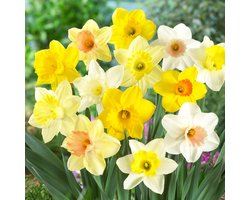 Narcissen Bloembollen Winterhard - Trompet - 25 stuks - Geel & Wit - Bloem Bollen Mix - Paasbloemen Meerjarig