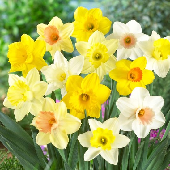 Een assortiment narcissen met gele, witte en oranje bloemen en groene bladeren.