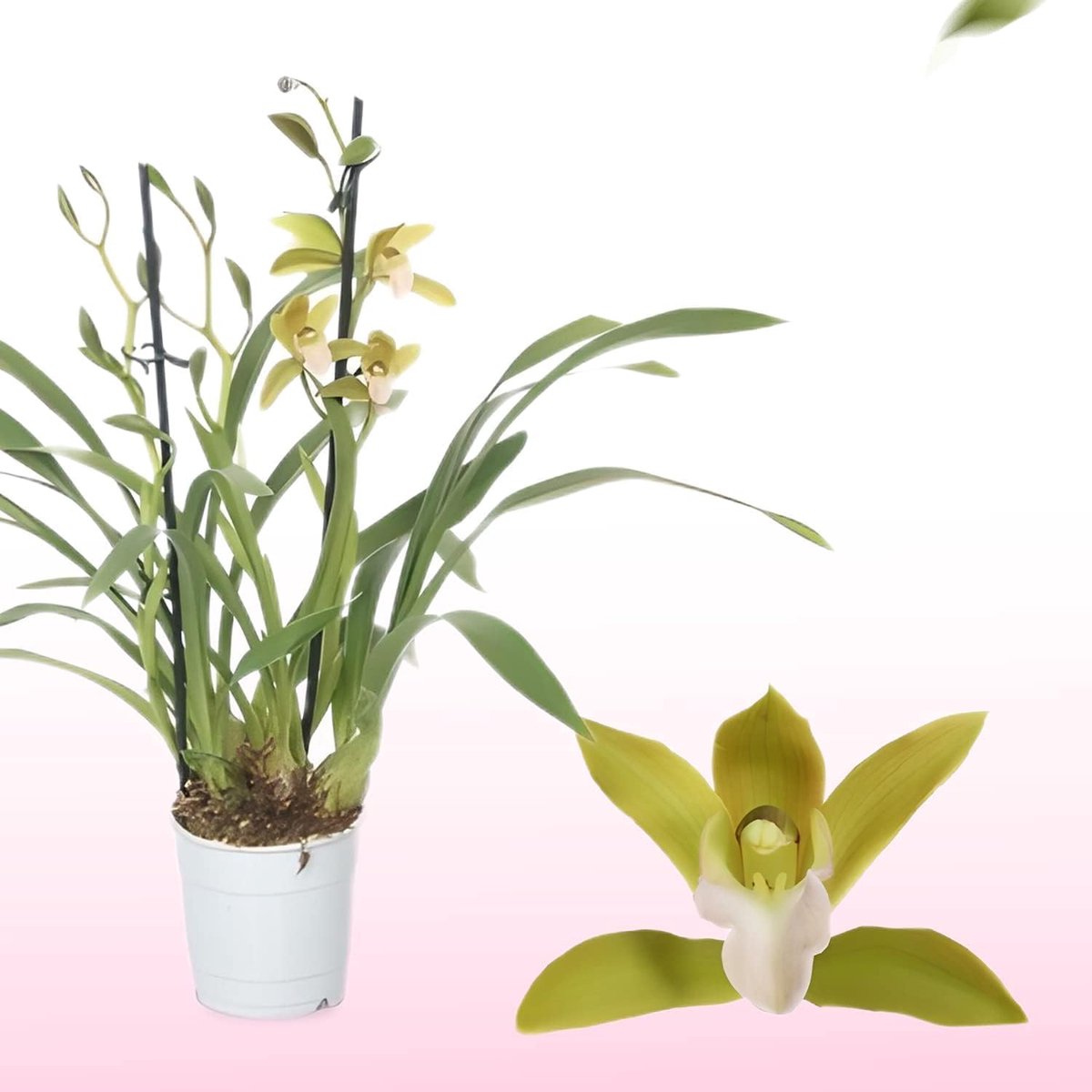 Orchidee plant - Cymbidium Oranje - Kamerplant voor binnen - 1 stuk - Binnenplant