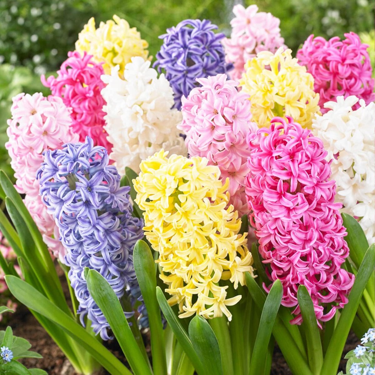 Hyacint Bloembollen Winterhard - Hyacinthus - Pastel Mix - 15 stuks - Meerkleurig - Bloem bollen Mix Meerjarig