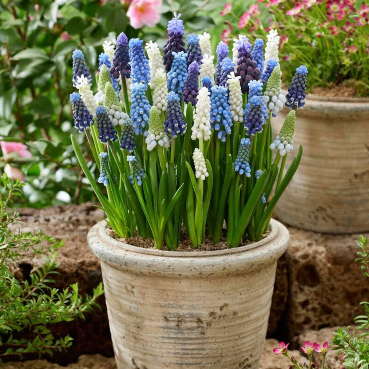 Blauwe Druifjes Bloembollen Winterhard - Budget Mix - 100 stuks - Meerkleurig - Muscari Bloem bollen - Druifhyacint Mix Meerjarig