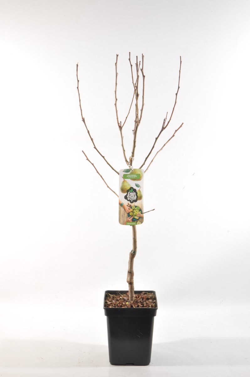 Patio Fruitboom - set van 1 - Pyrus communis 'Doyenne du Comice' - hoogte 100 cm