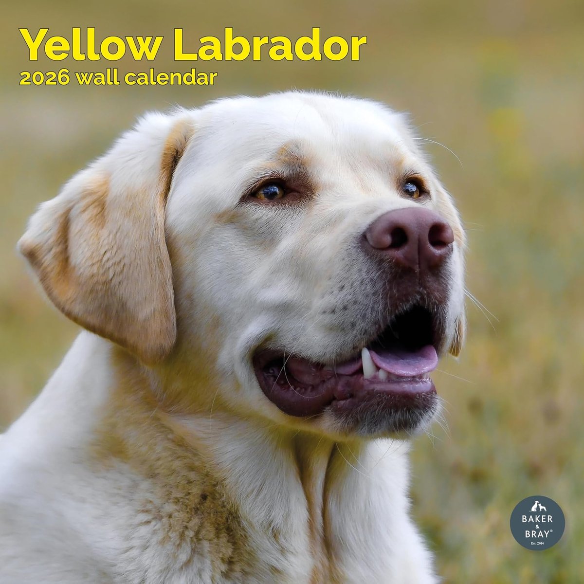 Labrador Retriever Blond Kalender 2027