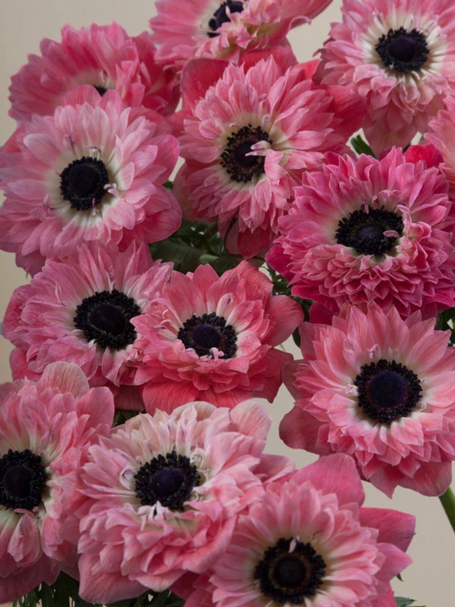 Anemone Levante Rosa | 10 stuks | Anemoon