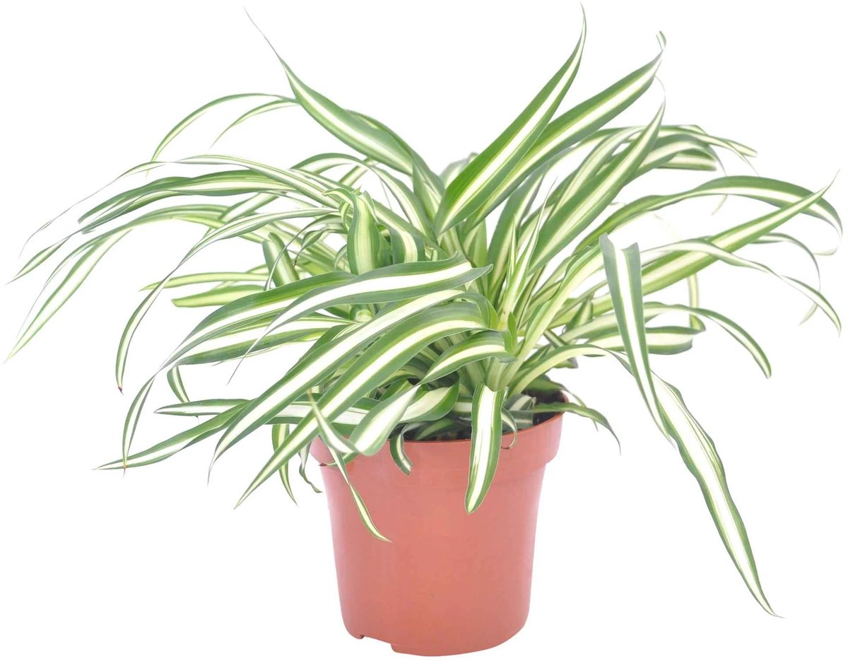 JUNAVERA Chlorophyturns Comosum Atlantic | In 12 cm Pot
