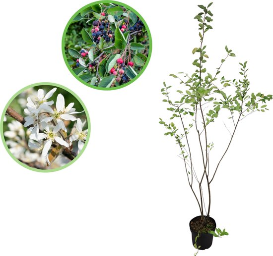 Krentenboompje 125-150 cm (in pot) - Amelanchier lamarckii - Ø26 cm - eetbare zwarte bessen - witte bloemen - vier seizoenen met uitstraling