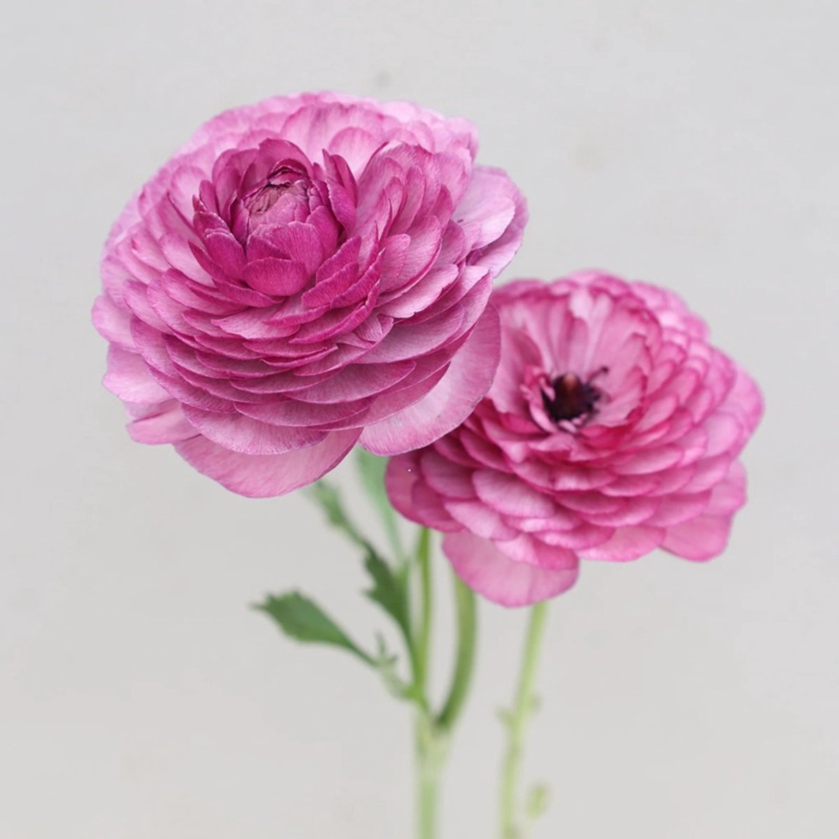 Ranunculus Milka | 10 stuks | Ranonkel