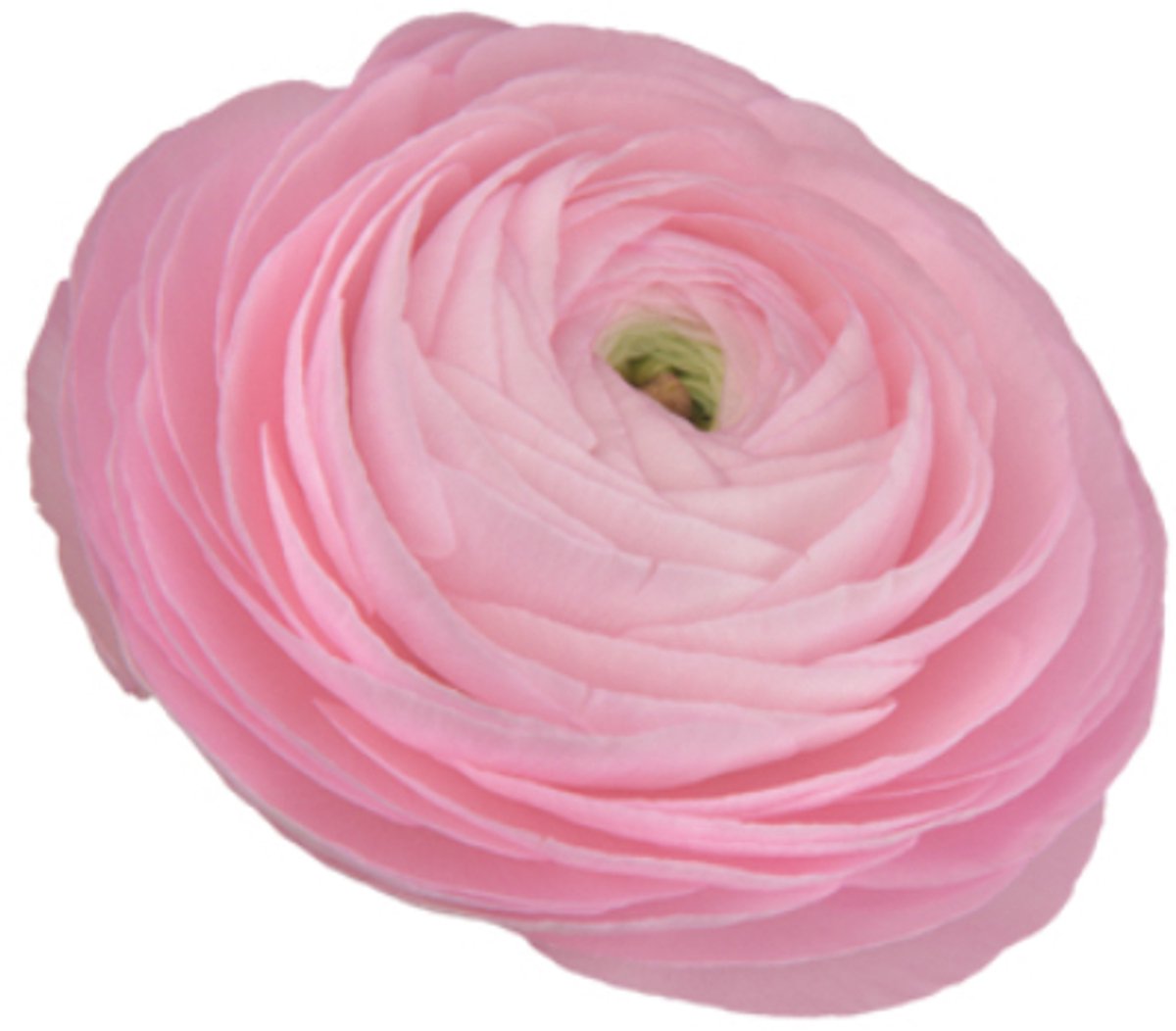 Ranunculus Rosa Chiaro | 10 stuks | Ranonkel
