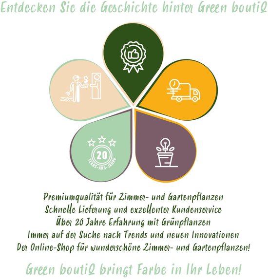 Green boutiQ - Plante grimpante - Clématite Rainbow - Bloem Wit Violet Rouge - Peu d'entretien - 4 plantes - Pot 11cm Hauteur 40cm