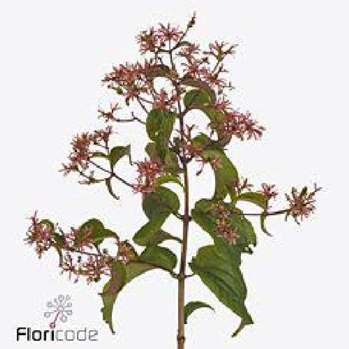 10x Heptacodium royale pink star 80cm
