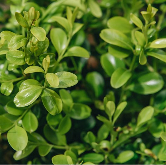Shop Kunstplant Buxus bol Groen - D 30cm - UV resistant - Mica Decorations Online - Plant New Day
