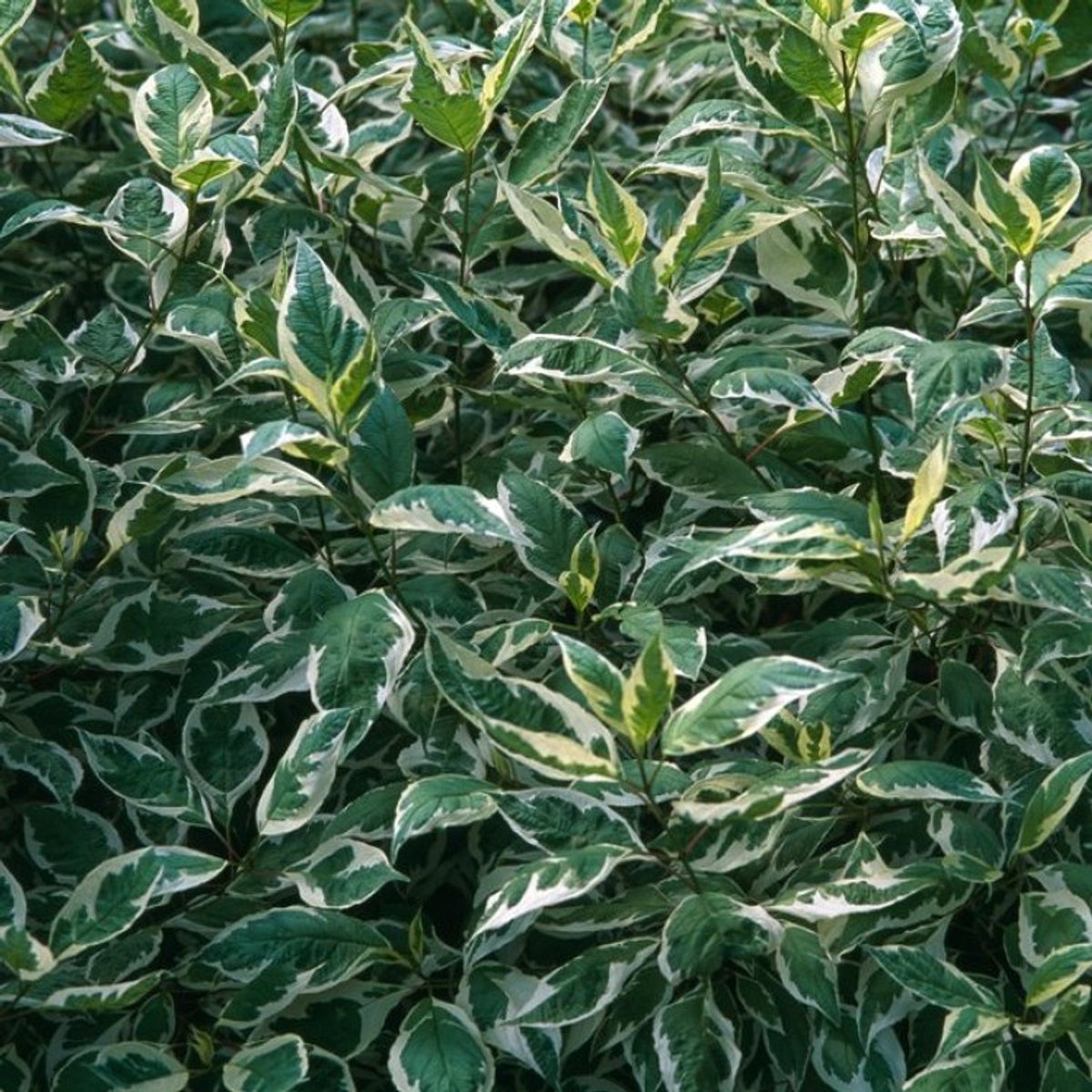 Cornus alba 'Elegantissima' C3 50-60 cm - Bladverliezend - Bloeiende plant - Groeit breed uit - Informele haag