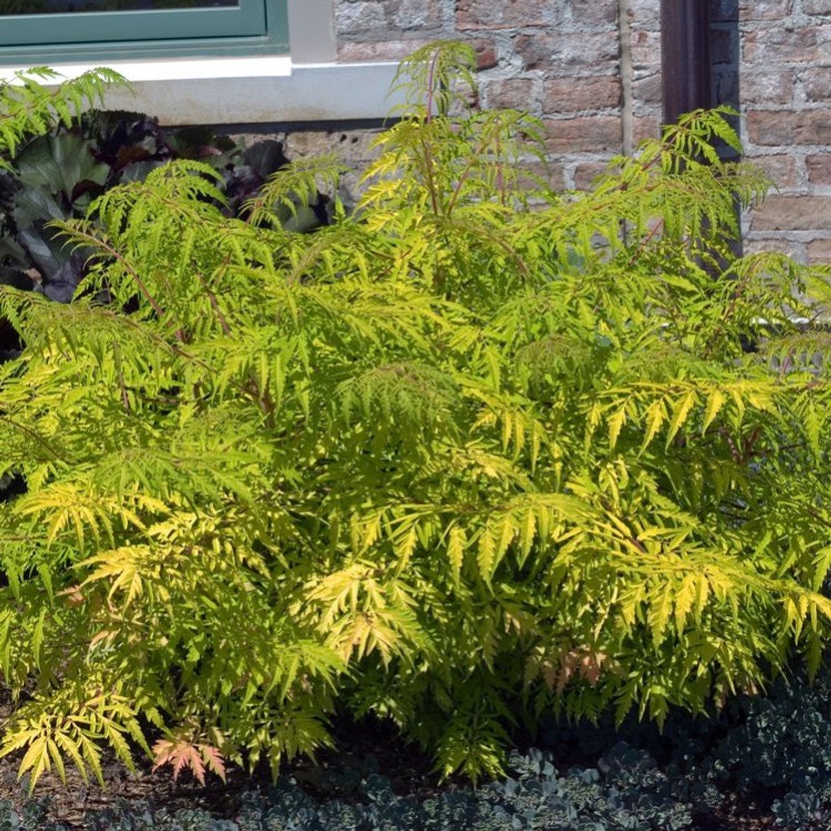 Plants Online BV - Planten - Tuinplanten - Heesters - Set van 1 - Fluweelboom 'Tiger Eyes'