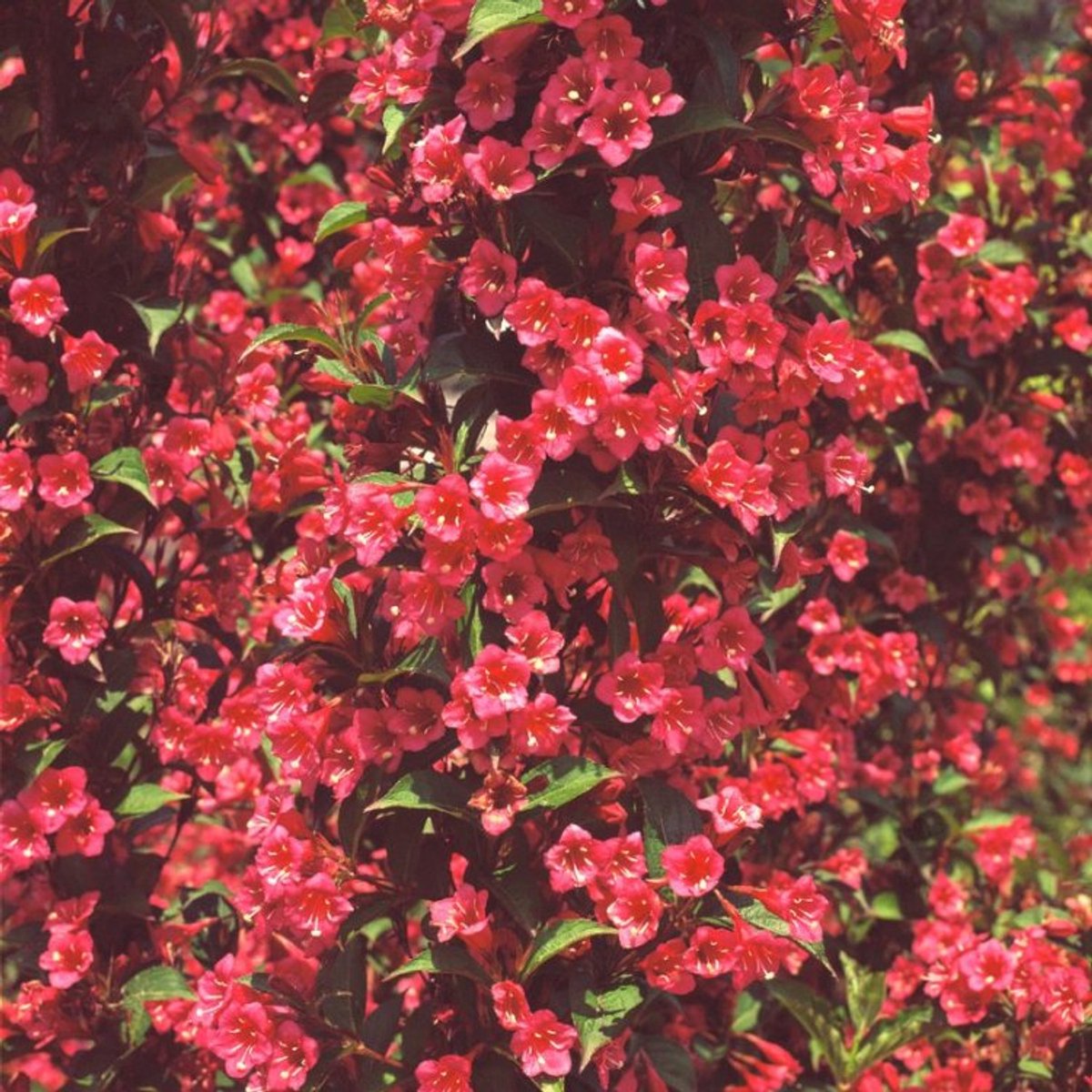 Plants Online BV - Planten - Tuinplanten - Heesters - Set van 1 - Weigelia 'Bristol Ruby'