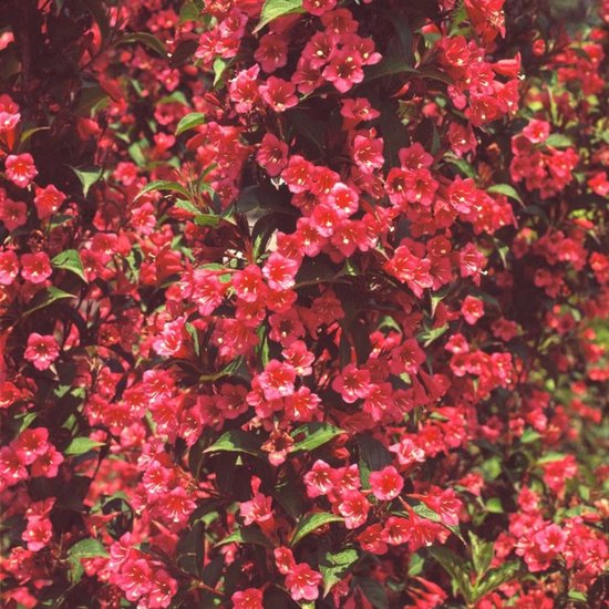 Plants Online BV - Planten - Tuinplanten - Heesters - Set van 1 - Weigelia 'Bristol Ruby'