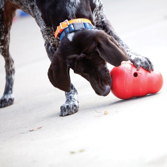 Een bruine hond met oranje halsband speelt met een rode Kong, met brokjes op de grond.