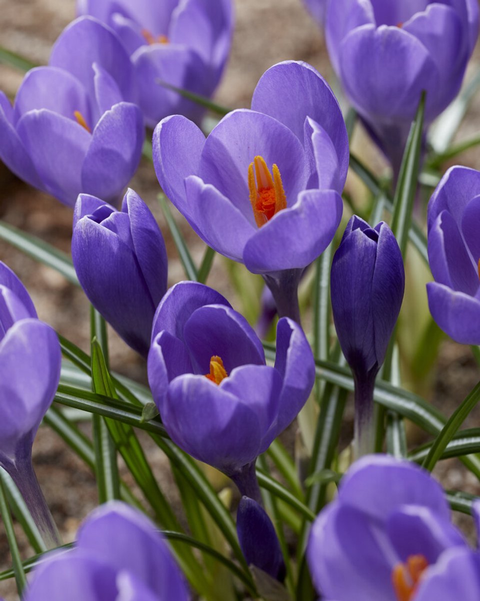 Crocus Aqua | 10 stuks | Krokus