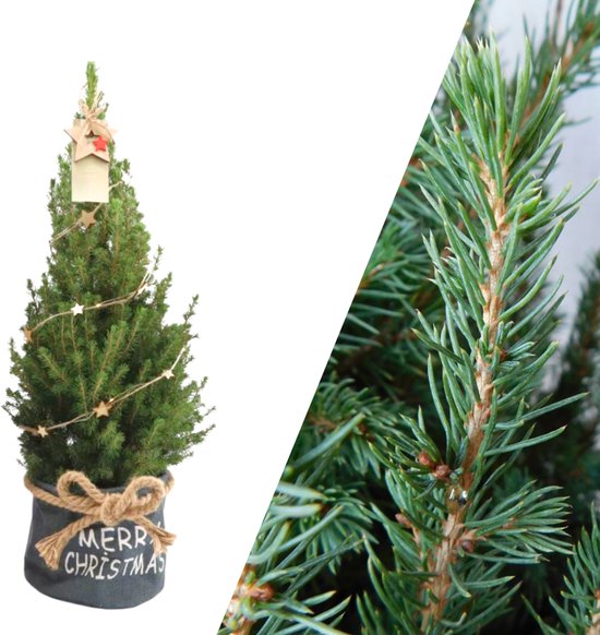 NatureNest - Kerstboom met verlichting 'Starlight' in Xmas Bag blauw | 19 cm Ø | 60 cm