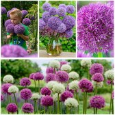 Allium Bloembollen Winterhard - Sierui - Super Collectie Mix - 15 stuks - Meerkleurig - Bloem bollen - Mix Meerjarig