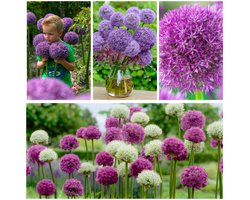 Allium Bloembollen Winterhard - Sierui - Super Collectie Mix - 15 stuks - Meerkleurig - Bloem bollen - Mix Meerjarig