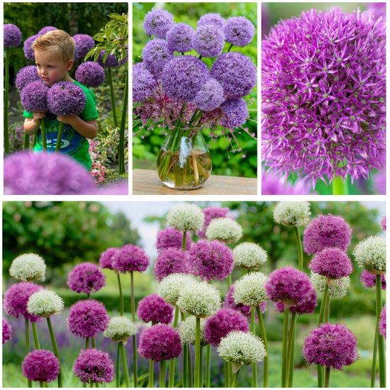 Allium - Oignon ornemental - Mix Super Collection - Bulbes de fleurs - 15 pièces - Multicolore - Bulbes à Bloem - Mix vivace