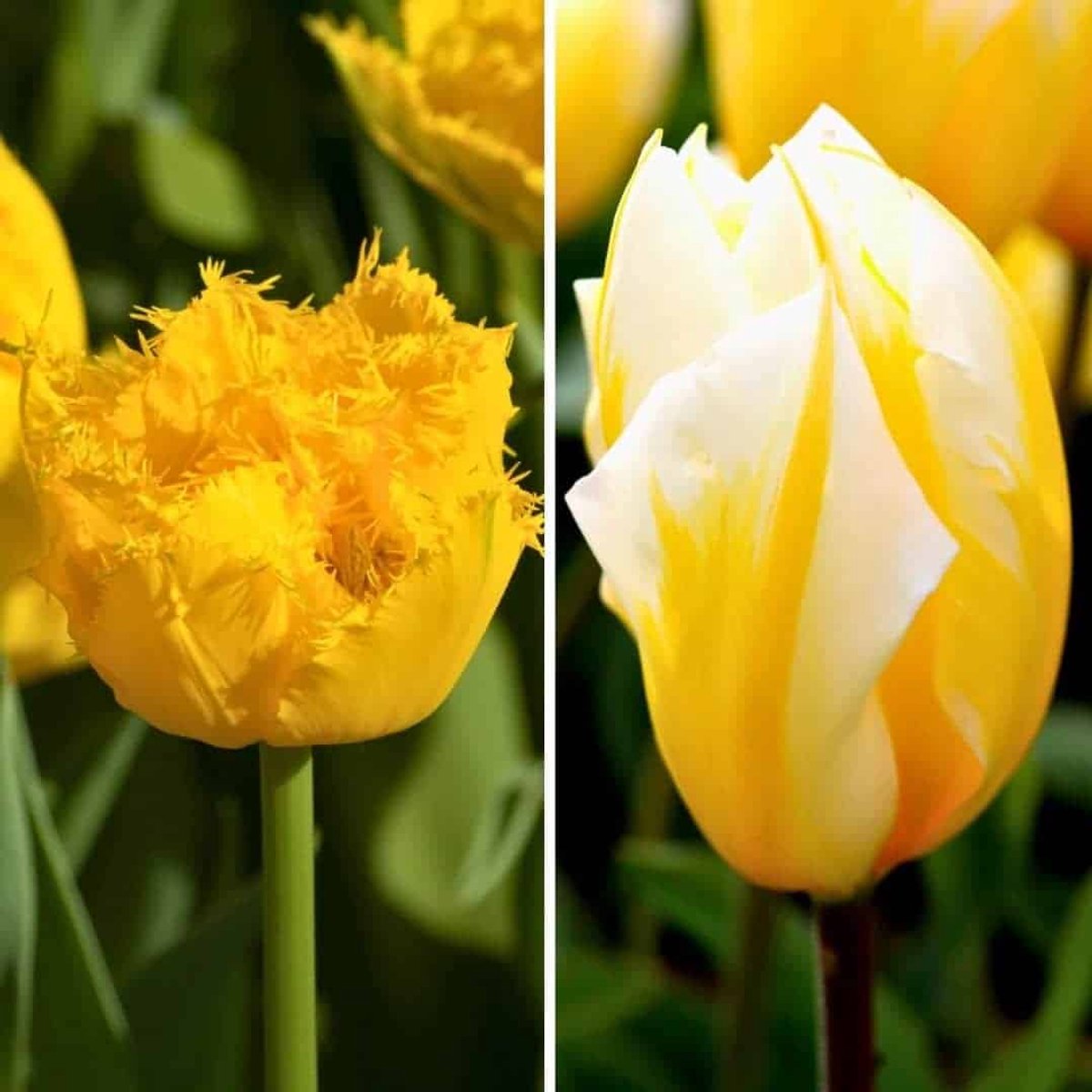 Tulpenbollen Yellow Splash - 30 bloembollen - bolmaat 12+ - geel, grootbloemig, voorjaarsbloeier, winterhard - direct van de kweker - Flowerbulbs Amsterdam