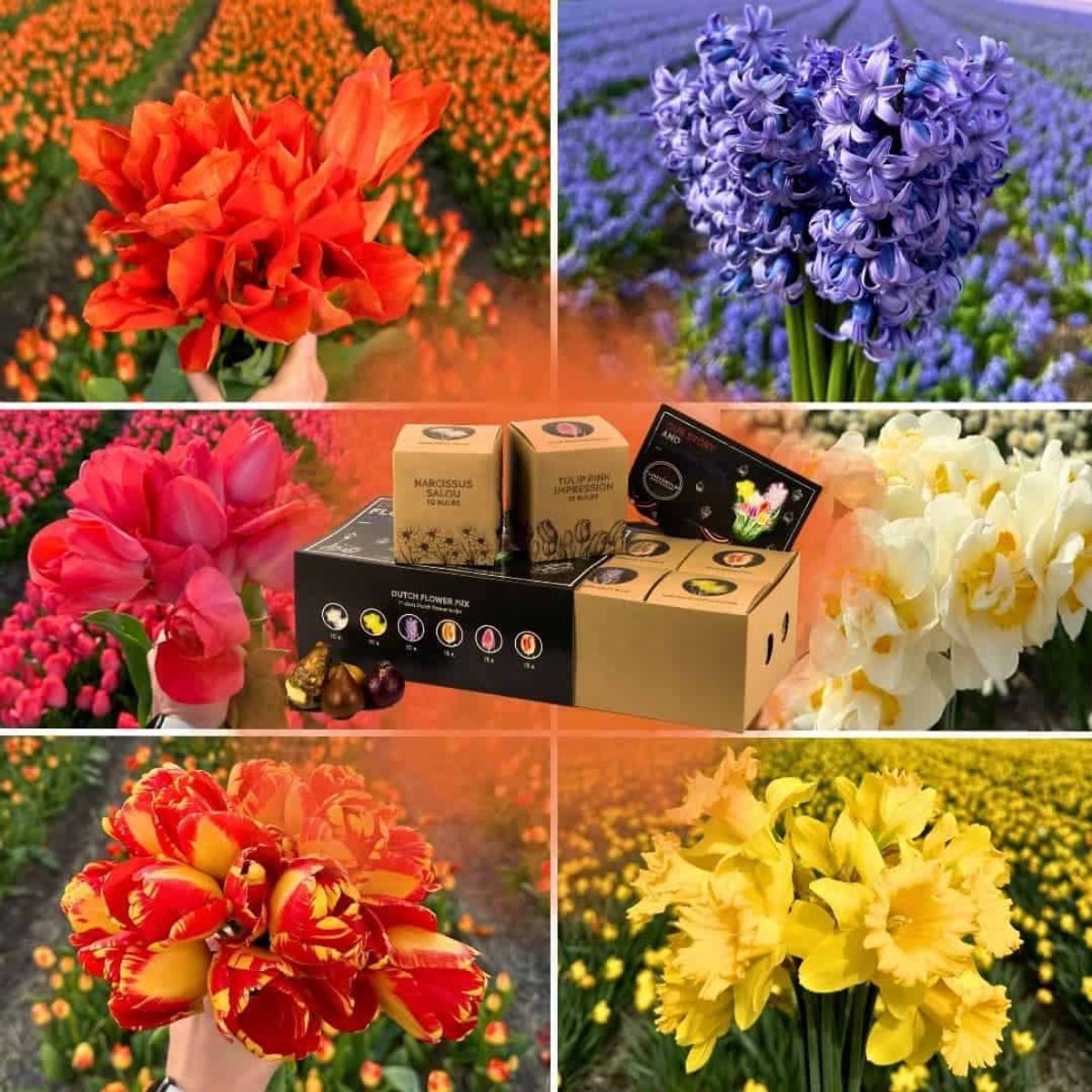 Bloembollenmix Dutch Flower Mix - 75 bloembollen - bolmaat 12+ - luxe cadeau box large, kleurrijke voorjaarsmix, grootbloemig, winterhard - direct van de kweker - Flowerbulbs Amsterdam