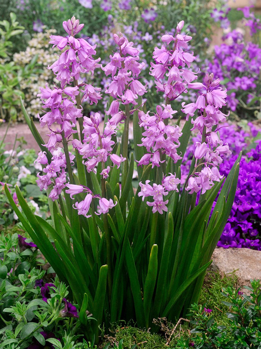25x Boshyacint 'Hyacinthoides hispanica roze' - BULBi® Bloembollen met bloeigarantie