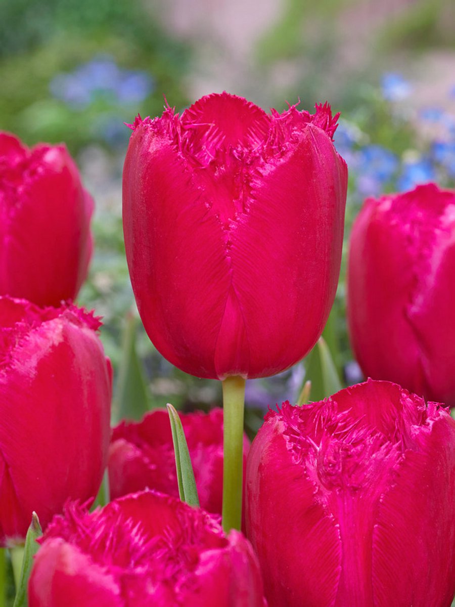 20x Tulpen 'Burgundy lace' - BULBi® Bloembollen met bloeigarantie