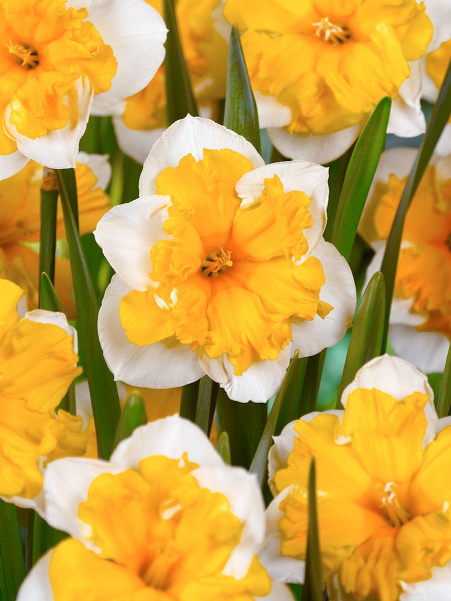 10x Narcissen 'Orangery' - BULBi® Bloembollen met bloeigarantie