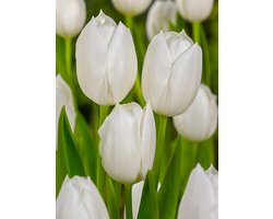 20x Tulpen 'White dream' - BULBi® Bloembollen met bloeigarantie