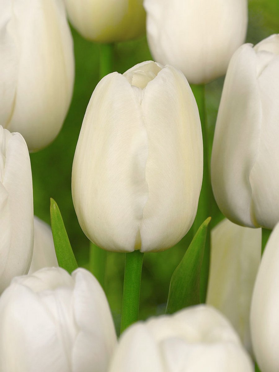 10x Tulpen 'Catherina' - BULBi® Bloembollen met bloeigarantie