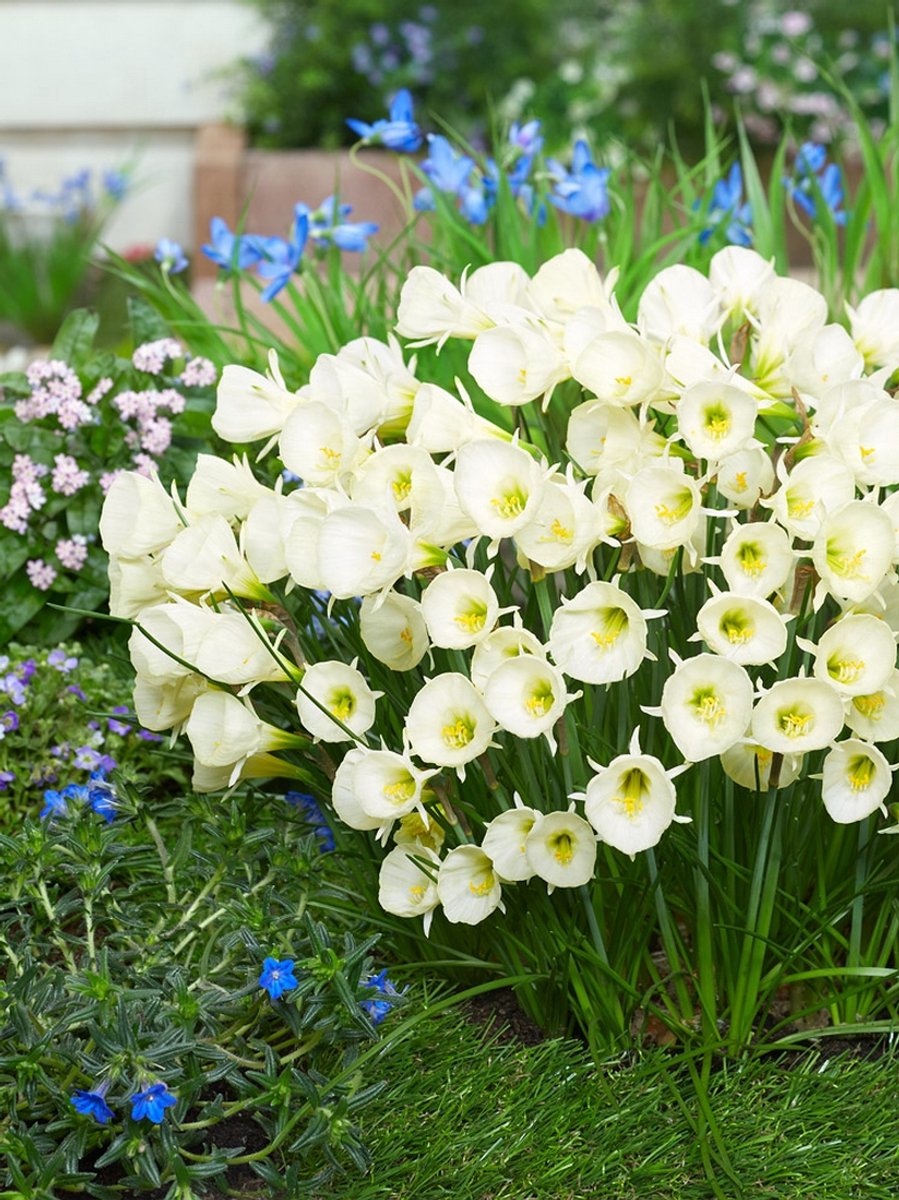 20x Narcissen 'Arctic bells bulbocodium' - BULBi® Bloembollen met bloeigarantie