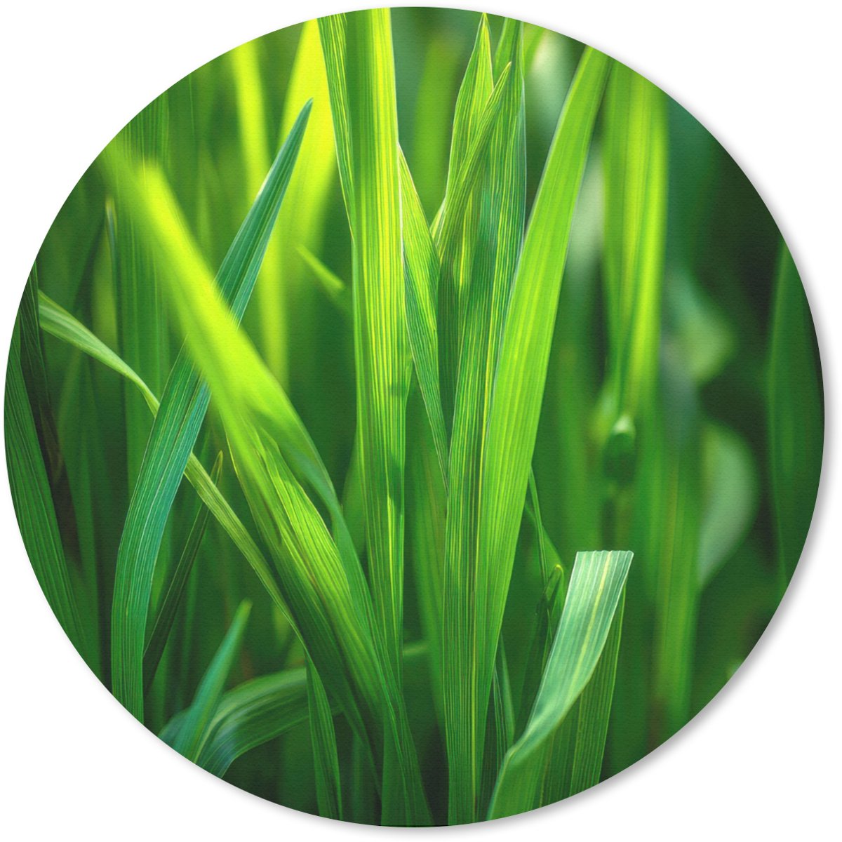 Muismat rond 30x30 cm - Mousepad Grassprieten - Lichtinval - Groen - Ronde muismatten