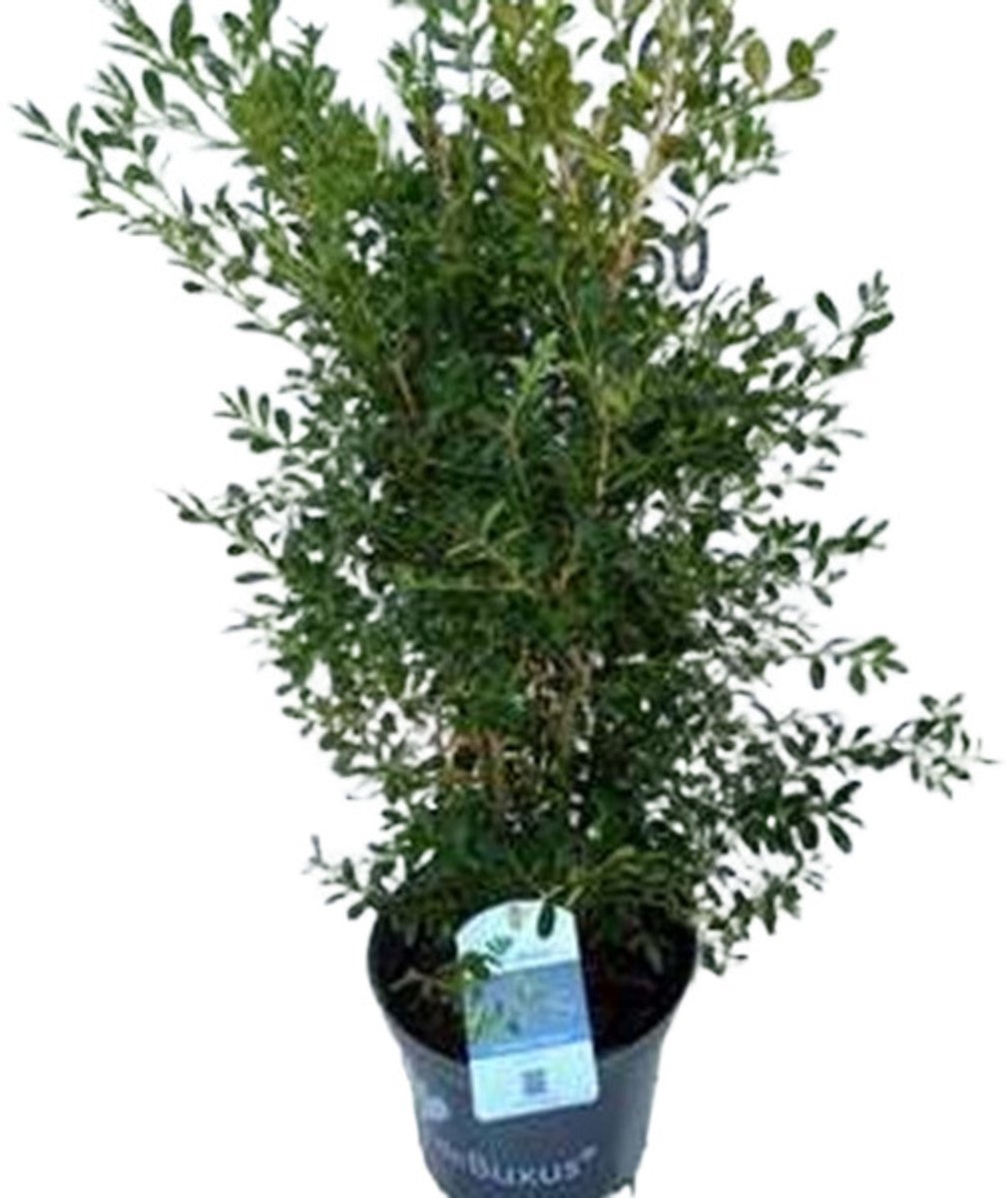 Betterbuxus 'Skylight' – 30-40 cm – Wintergroene Heester – Snelgroeiend & Schimmelresistent – Meerjarig – Ideaal voor Hagen, Vormsnoei & Borders