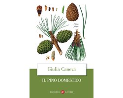 Il pino domestico