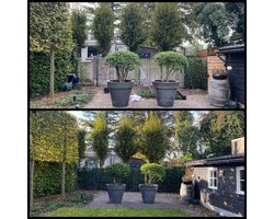 Hedera Hibernica - Klimop - Kant-en-Klaar Haag | 120cm - ↨180 cm