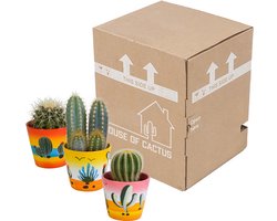 Cactus mix 8.5 cm in Mexicaanse pot | 3 stuks