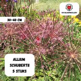 Allium Schubertii, opvallende roze-paarse bloemenbollen, 30-40 cm, 5 stuks.