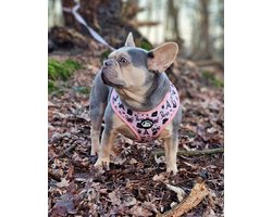 Franse Bulldog Lovers Y Tuig met riem Parijs maat L