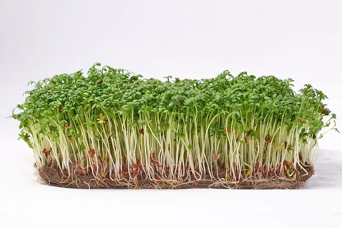 Microgreens Seeds 1 kg - Tuinkers Microgroenten Zaden 1 kg Green Chief