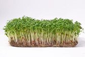 Microgreens Seeds 1 kg - Tuinkers Microgroenten Zaden 1 kg Green Chief